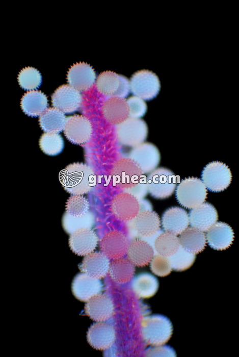 Mauve - Pollen de Mauve sur stigmate x15 - gryphea.com